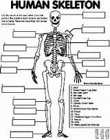 Skeleton Human Coloring Crayola Pages Print Color Parts Printable Body Bones Label Worksheet Bone Labeling Anatomy Sheet Skeletal System Diagram sketch template