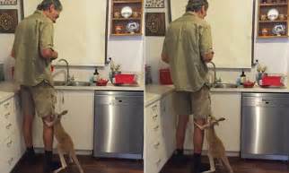red kangaroo joey clings to man s leg in kitchen and jumps up for its milk daily mail online
