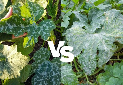 white spots  zucchini  melon leaves variegation  mildew