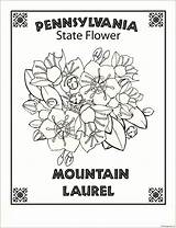 Pennsylvania State Flower Pages Coloring Printable Color Coloringpagesonly sketch template