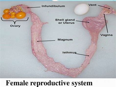 Female Reproductive System Of Fowl Egg Formation And Egg Structure
