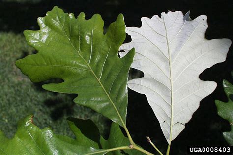 quick  complete review  common oak tree species