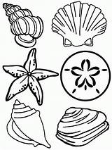 Coloring Pages Seashells Shells Printable Clipart Seashell Library Adults Kids sketch template