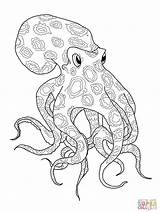 Octopus Coloring Pages Blue Ringed Printable Kids Drawing Color Cartoon Adult Shark Super Print Supercoloring Crafts Outline Animals Colouring Animal sketch template