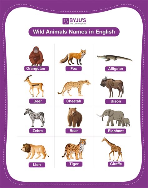 wild animal names explore  list   wild animals  english