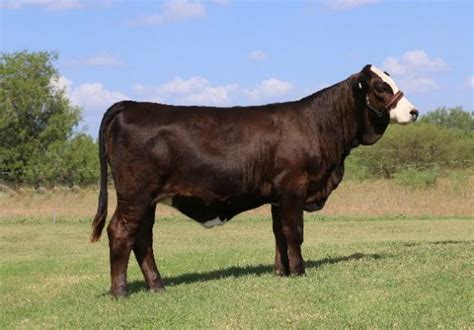 lot 21 lmc lf simone 5d 34 simbrah show heifer prospect cattle in motion cattle auctions