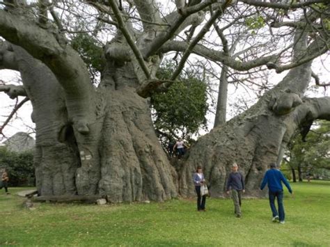 sunland baobab provincia di limpopo aggiornato 2021 tutto quello