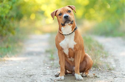 american staffordshire terrier dog breed characteristics care