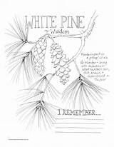 Coloring Dandelion Wisdom Pages Getcolorings Getdrawings Pine Color Printable sketch template