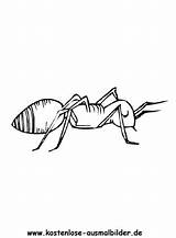 Ameise Ausmalbilder Insekten Ausmalen Malvorlagen Tiere Kostenlose sketch template