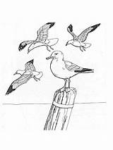 Pages Coloring Seagull Birds Recommended Seagulls sketch template