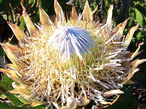 proteas gardening  healthy proteas forget  artificial