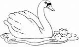 Cisnes Cisne Colorir Coloriage Cygne Counting Atividade Aves sketch template