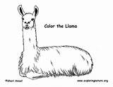 Llama Coloring Exploringnature sketch template