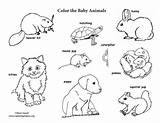 Coloring Baby Animals Animal Pages Labeled Kids Jungle Pdf Whale Dive Mom Sea sketch template