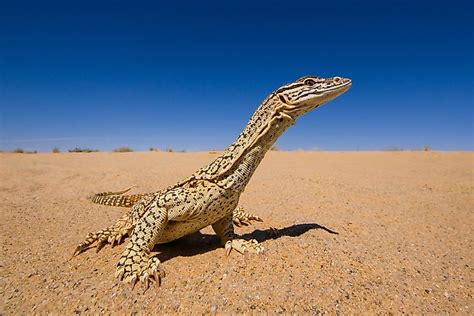 animals    australian outback worldatlascom