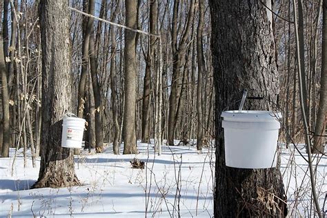 worlds top producers  maple syrup worldatlas