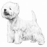 Terrier Highland West Coloring Dog Pages Westie Template Breed Designlooter Akc Appearance General Drawings Description Standard 700px 61kb sketch template
