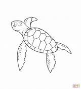 Turtle Leatherback Drawing Sea Pages Coloring Baby Getdrawings Printable sketch template
