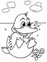 Coloring Animals Pages Baby Duck sketch template