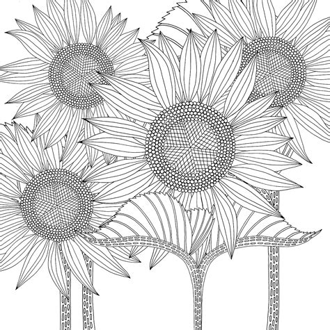 large sunflowers   field coloring pages