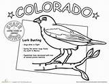 Colorado Coloring Pages Bunting State Bird Silhouette Drawing Lark Activities Mountain Rockies Printable Worksheets Thick Friendly Kid Education 2nd Grade sketch template