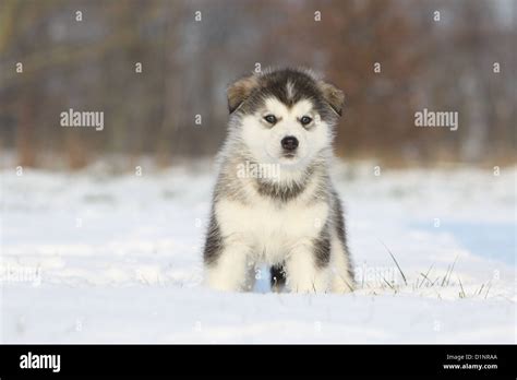 dog alaskan malamute puppy standing  snow stock photo alamy