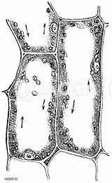 Wasserpest Mikroskopie Zellen Zelle Zellkern Quagga Vallisneria Spiralis Wählen Ausführung Stengel Aloe Kanadische Pflanze sketch template