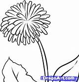 Dandelion Coloring Pages Drawing Draw Dragoart sketch template