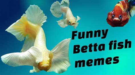 funny betta fish meme collection youtube