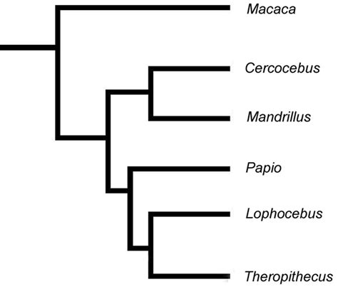 most parsimonious phylogenetic tree of the extant papionini from