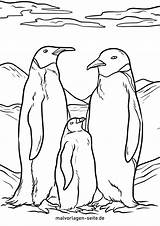 Malvorlage Pinguin Kaiserpinguine Malvorlagen Seite Kaiserpinguin sketch template