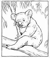 Koala Coloring Pages Printable Kids Animal Bear Print Drawing Sheets Animals Cute Koalas Bestcoloringpagesforkids Australian Color Drawings Adult Step Letter sketch template