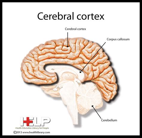 cerebral cortex cerebral cortex book art diy cognitive science