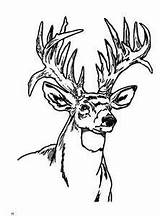 Deer Coloring Buck Pages Sheets Hunting Whitetail Head Adult Adults Tailed Wood Books Template Burning Patterns Silhouette Color Printable Print sketch template