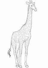 Giraffe Girafa Realista Supercoloring Girafas Categorias Giraffes sketch template