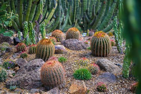 Various Cacti At Sonora Desert Museum Sonora Desert Plants Cactus