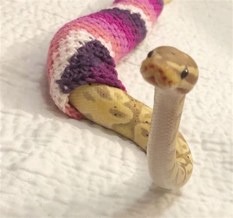 adorable crocheted snake sweater   fun  tube   noodle