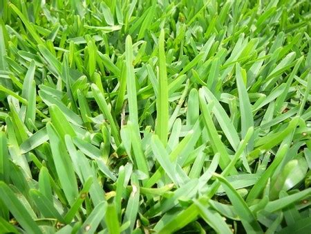 types  grass types