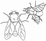 Flies Flying Zdroj Pinu Coloringpagesfortoddlers sketch template