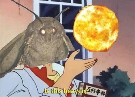 the surreal nihilism of möth memes öur new favöurite thing dazed