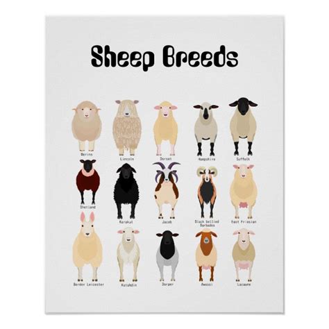sheep breeds chart zazzlecouk