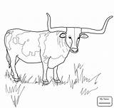 Coloring Longhorn Texas Pages Cattle Steer Bull Drawing Printable Cow Horn Supercoloring Longhorns Color Ferdinand Kids Getdrawings Animal Skull Clipart sketch template
