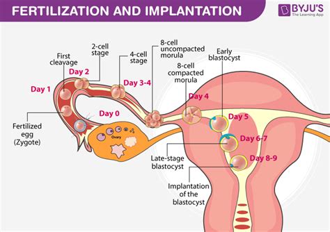 Enumerate And Explain The Different Stages Of Fertilization