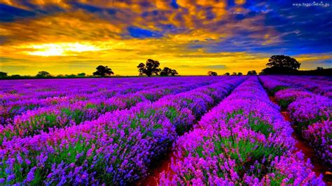 gambar bunga lavender  manfaatnya sigambar