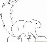 Squirrel Coloringpages101 sketch template