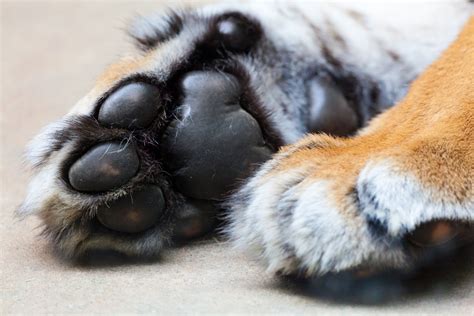 tiger paws  stock photo public domain pictures