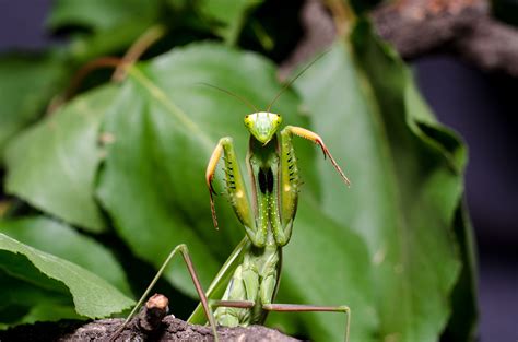 wondrous praying mantis facts