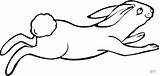 Liebre Lepre Haas Saltando Hase Hare Ausmalbild Springender Springende Lepri Liebres Lapin Conejos Saute Hasen Kleurplaten Ausdrucken Jackrabbit sketch template
