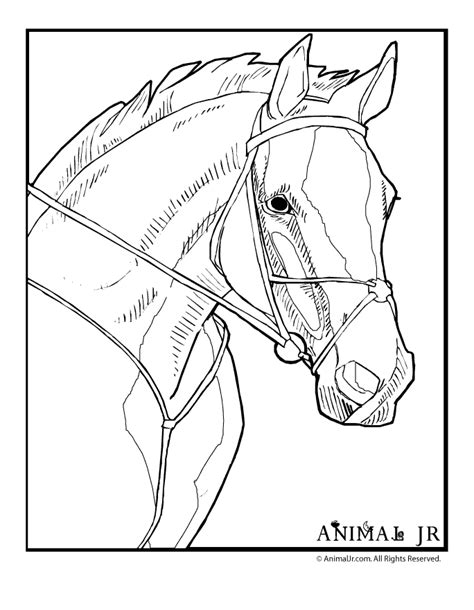 horse head coloring page animal jr
